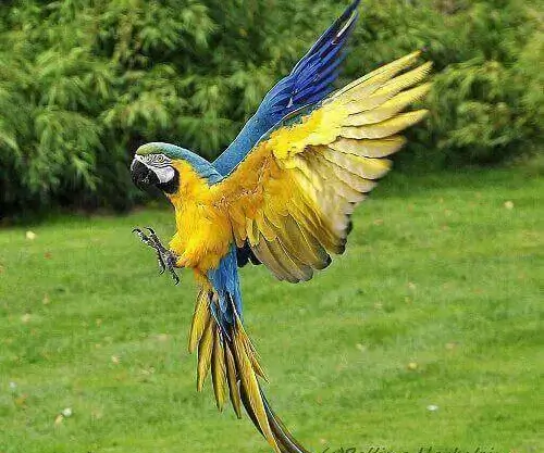 2d guacamayo azul
